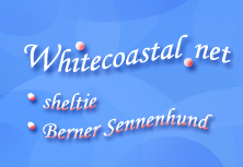 Whitecoastal sheltie 